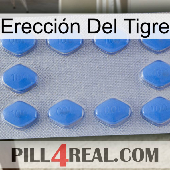 Erección Del Tigre 21.jpg